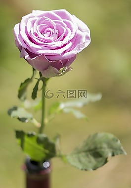 花,玫瑰,自然