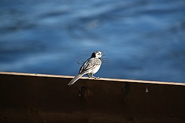 鳥,戶外,自然