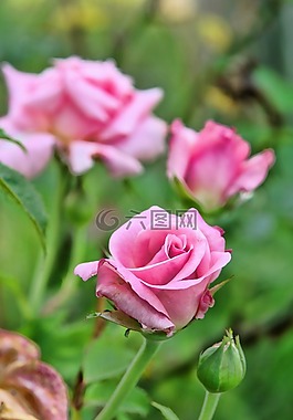 玫瑰,粉紅色,花