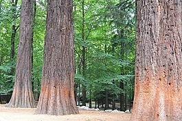 紅杉資本,樹(shù),綠色