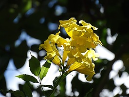 性質(zhì),natura,植物