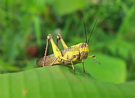 綠色,動物,昆蟲