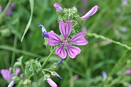 lavatera cretica syn 锦葵,春,花的