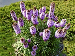 liatris,薰衣草,花
