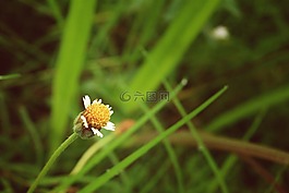 野花,花,草