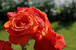 玫瑰,花,廠