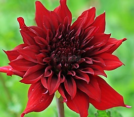 娇琴纱,georgine,花