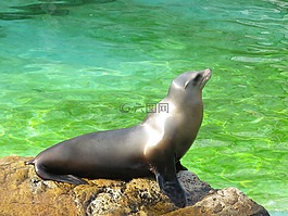海獅,動物,喚醒
