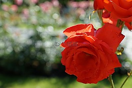 玫瑰,花,廠