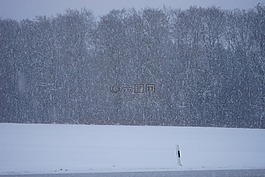 暴风雪,冬季风暴,雪花