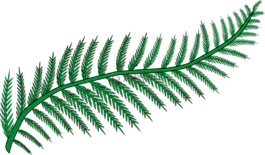 枝杈,蕨類植物,森林