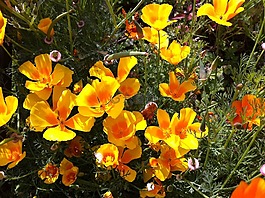 eschscholzia 夜蛾,鲜花,黄色