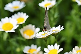 雛菊,花,蝴蝶