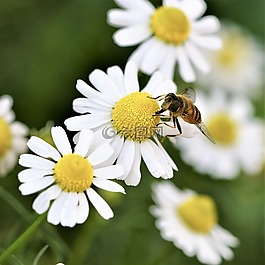 雛菊,花,蜜蜂