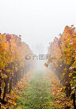 葡萄園,葡萄,霧