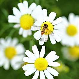 雛菊,花,蜜蜂