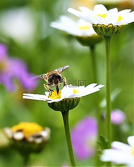 雛菊,花,蜜蜂