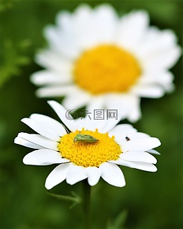 雛菊,花,昆蟲