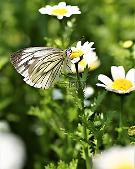 雛菊,花,蝴蝶