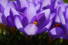 藏紅花,花,春天