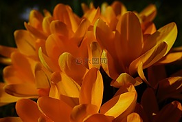 藏紅花,花,春天