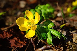 winterling,花,開(kāi)花