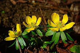winterling,花,開(kāi)花