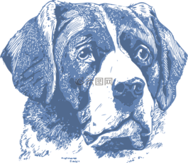 狗,釀酒,頭