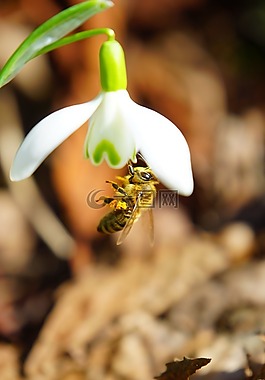 蜜蜂,授粉,蜂蜜