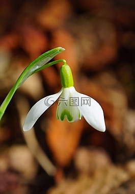 斯諾德羅普,開花,春天的花