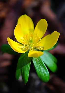 winterling,花,開(kāi)花