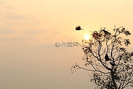 自然,樹,日出