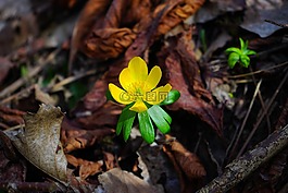 winterling,花,開(kāi)花