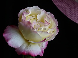 羅莎,花,黃色