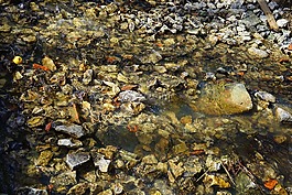 過(guò)獨(dú)身生活,河,水域