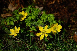 winterling,花,開(kāi)花
