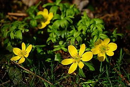 winterling,花,開(kāi)花