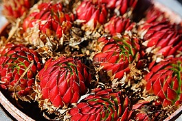 屋顶houseleek,真正houseleek,普通的房子姜黄