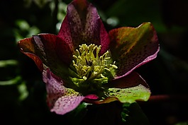 圣誕玫瑰,蓮花雞肝散,花