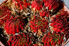 屋顶houseleek,真正houseleek,普通的房子姜黄