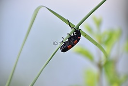 甲蟲，昆蟲,甲蟲,cleroidea