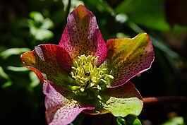 圣誕玫瑰,蓮花雞肝散,花