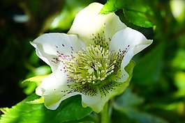 圣誕玫瑰,蓮花雞肝散,花