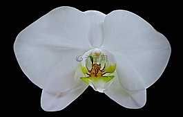 蘭花,花,植物區(qū)系