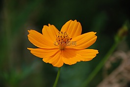 花,橙色,開花