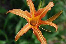 黃色,橙色,花
