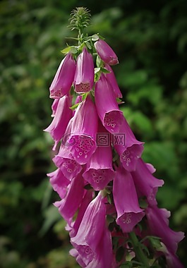 頂針,廠,花
