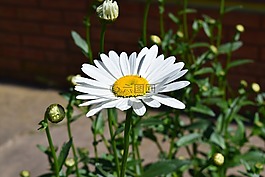 雛菊,花,花園