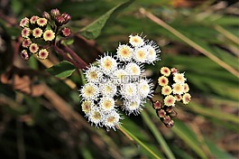 雛菊,植物區(qū)系,花的