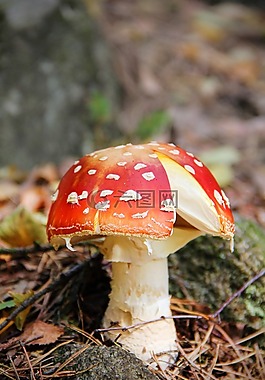飛木耳,森林的地面,有毒